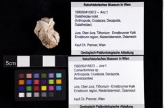 Foto (Objket + Etiketten) von Culmenformosa sp. 